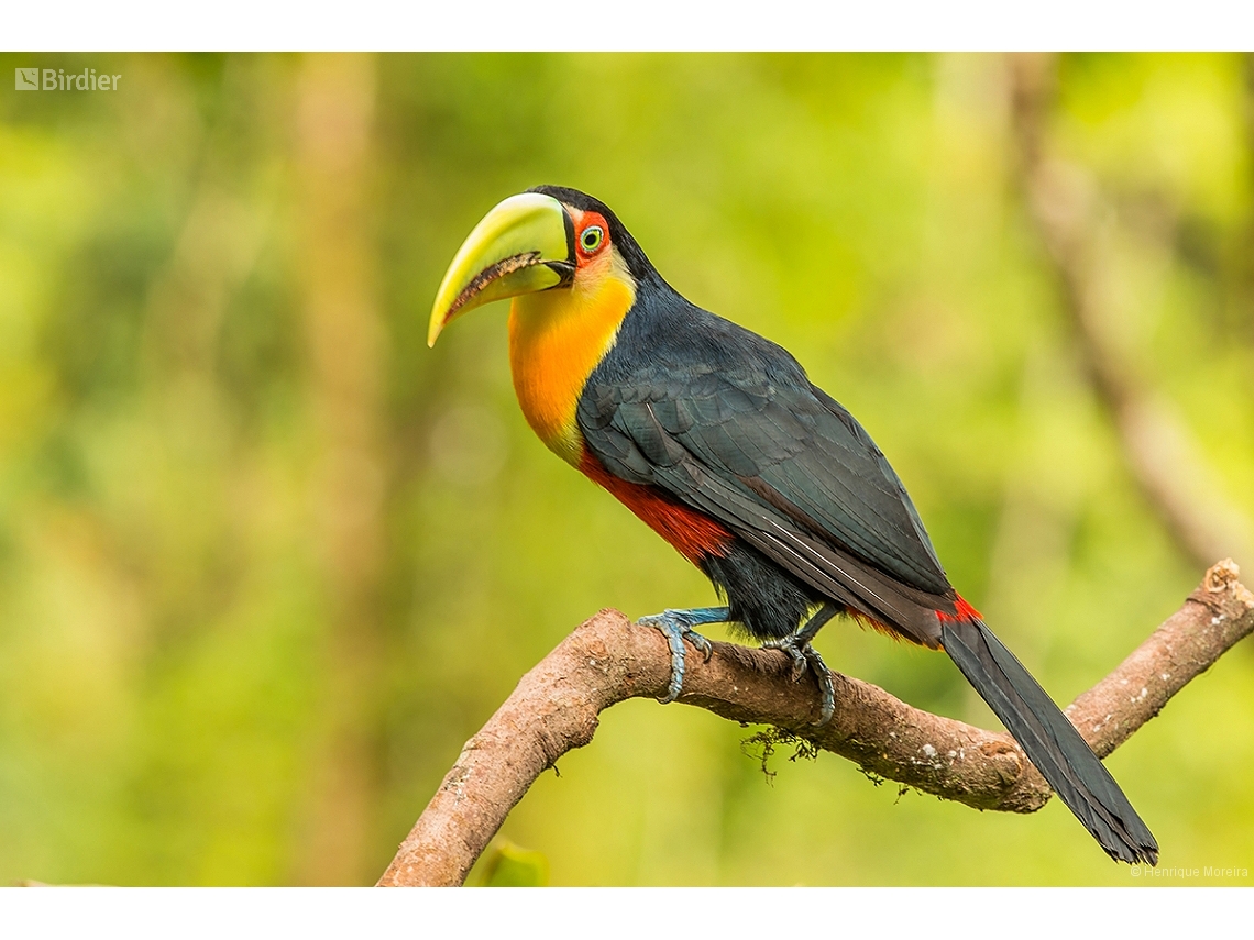 Ramphastos dicolorus