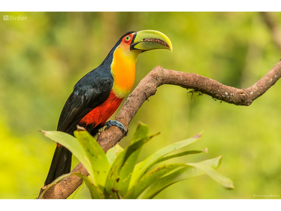 Ramphastos dicolorus