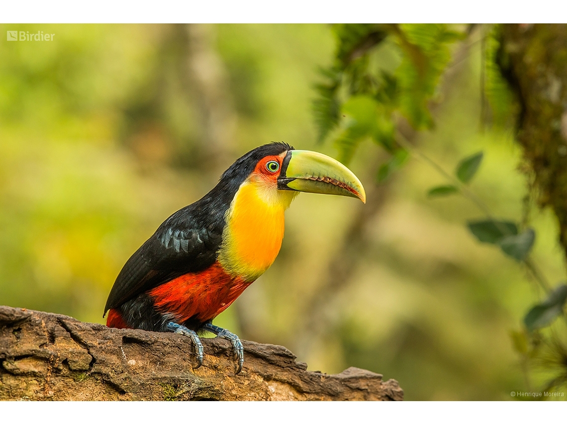 Ramphastos dicolorus