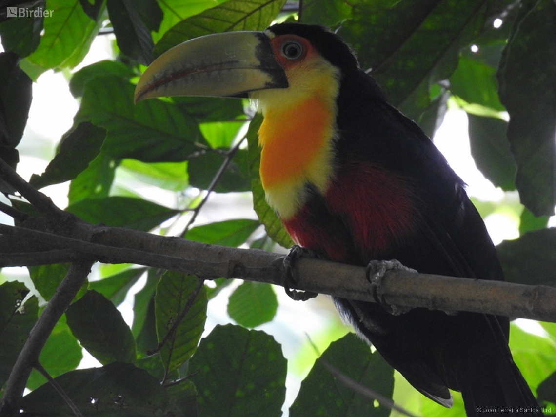 Ramphastos dicolorus