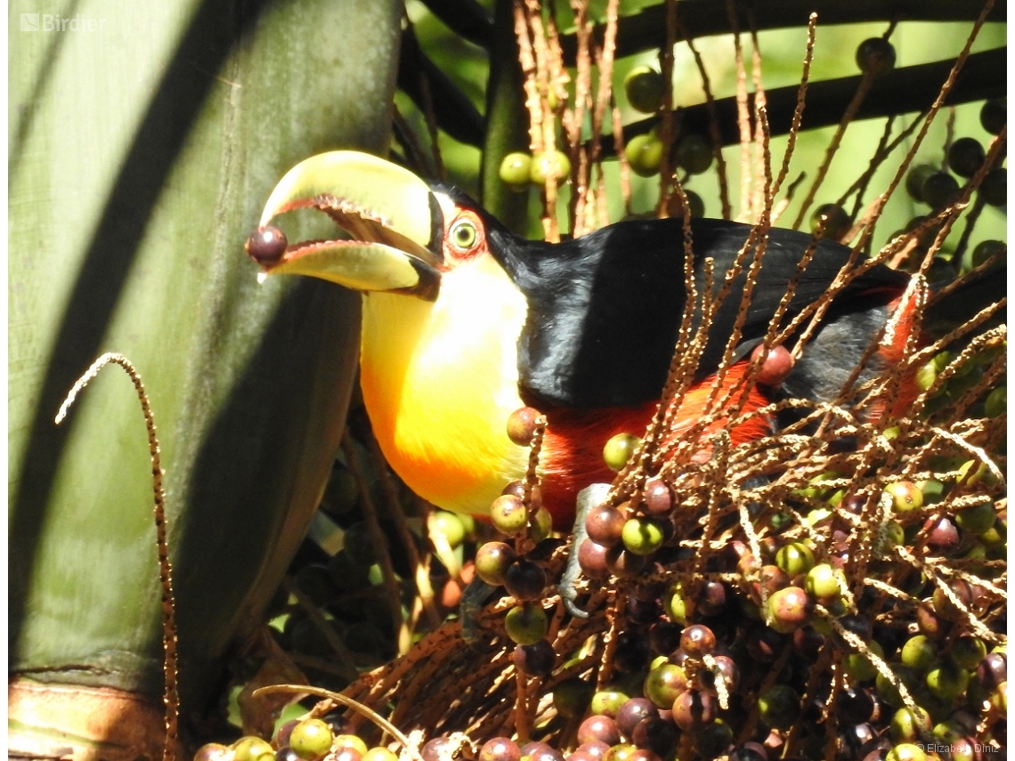 Ramphastos dicolorus