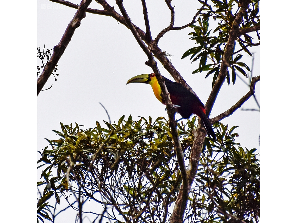 Ramphastos dicolorus