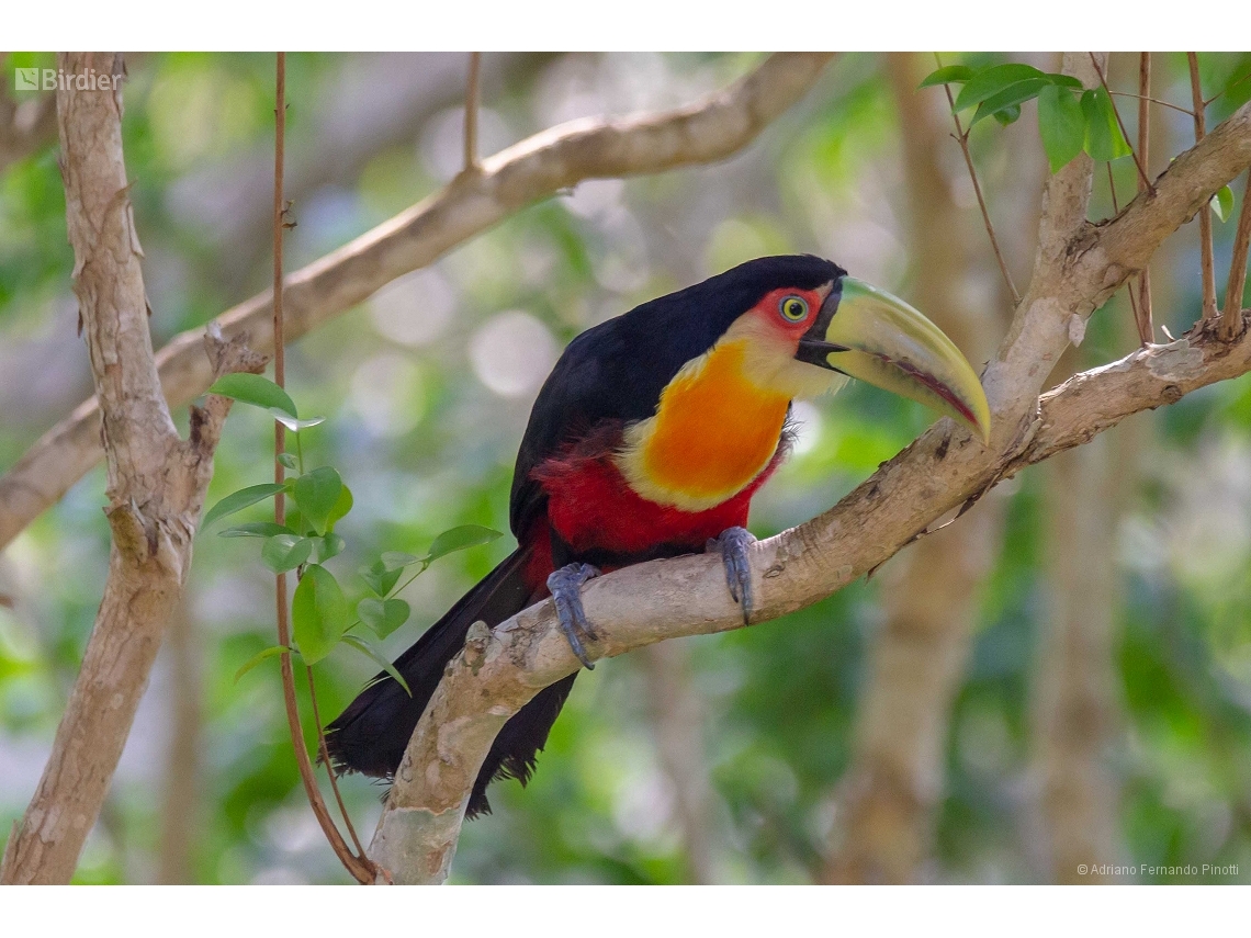 Ramphastos dicolorus