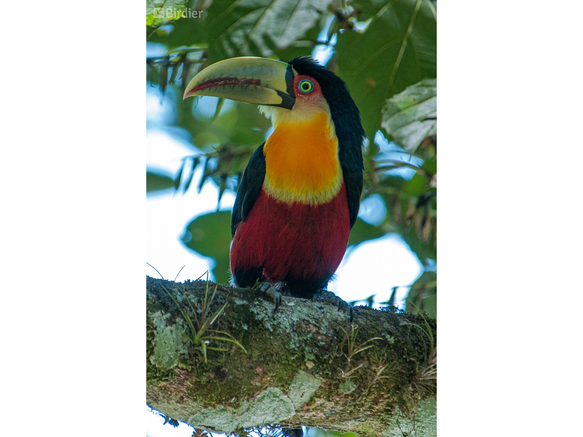 Ramphastos dicolorus