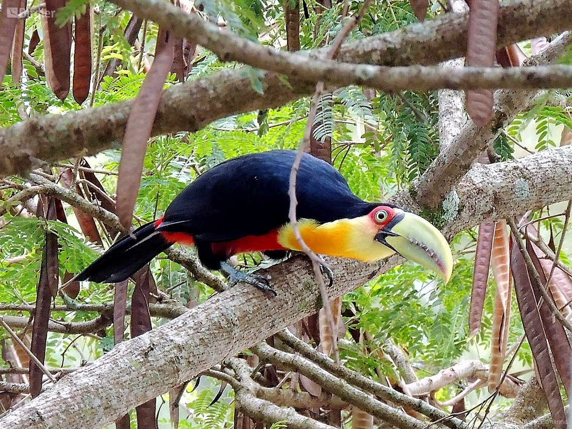 Ramphastos dicolorus