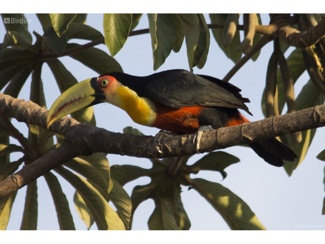 Ramphastos dicolorus
