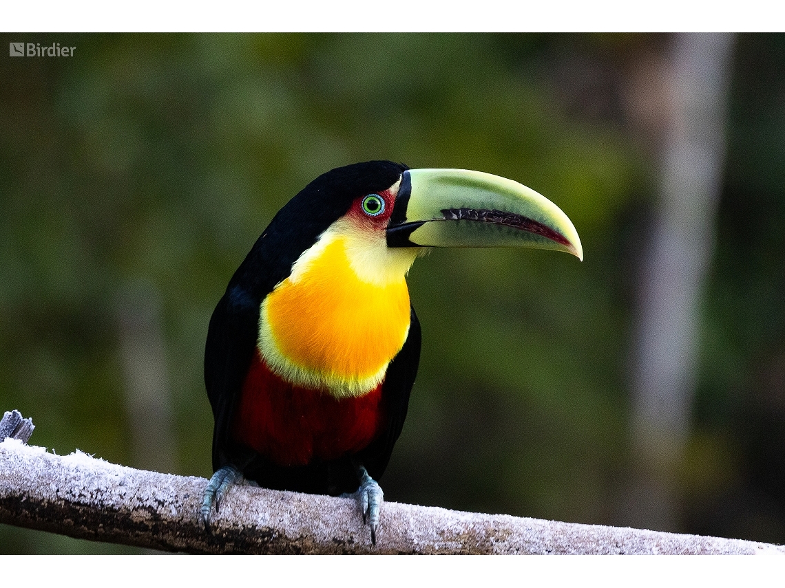 Ramphastos dicolorus
