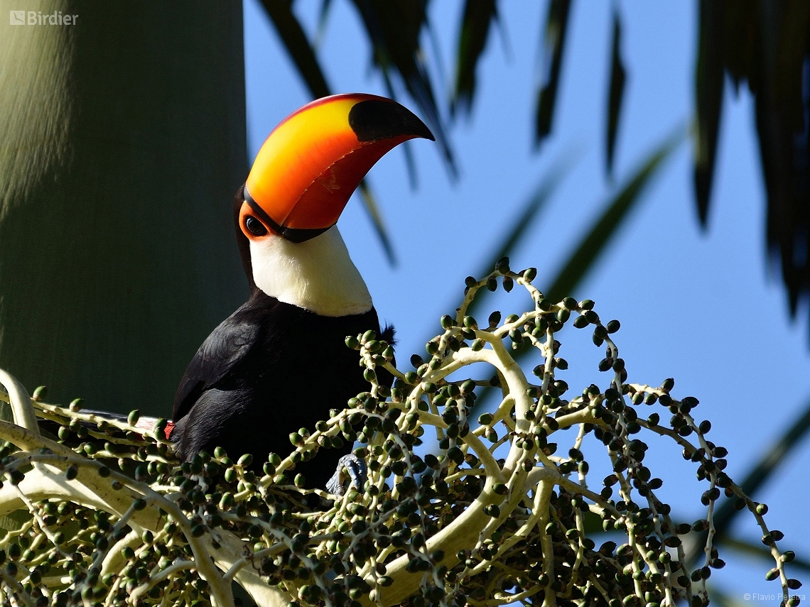 Ramphastos toco