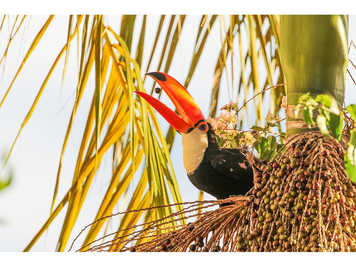 Ramphastos toco
