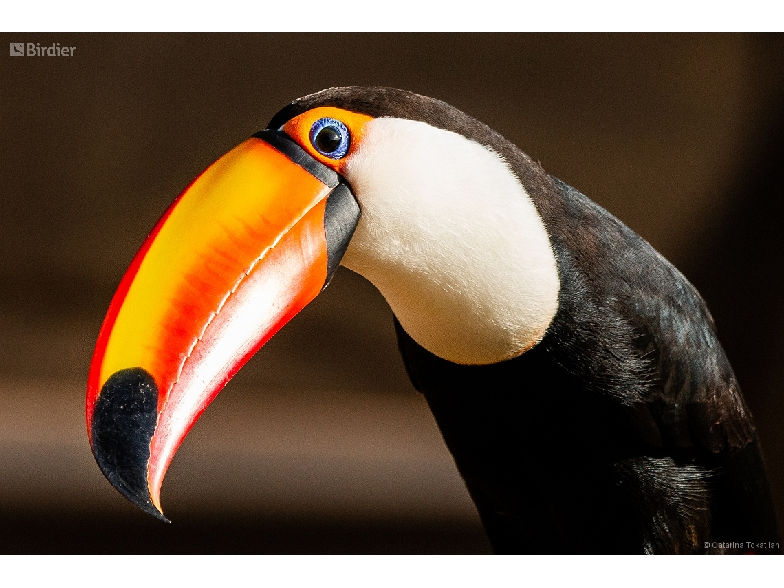 Ramphastos toco