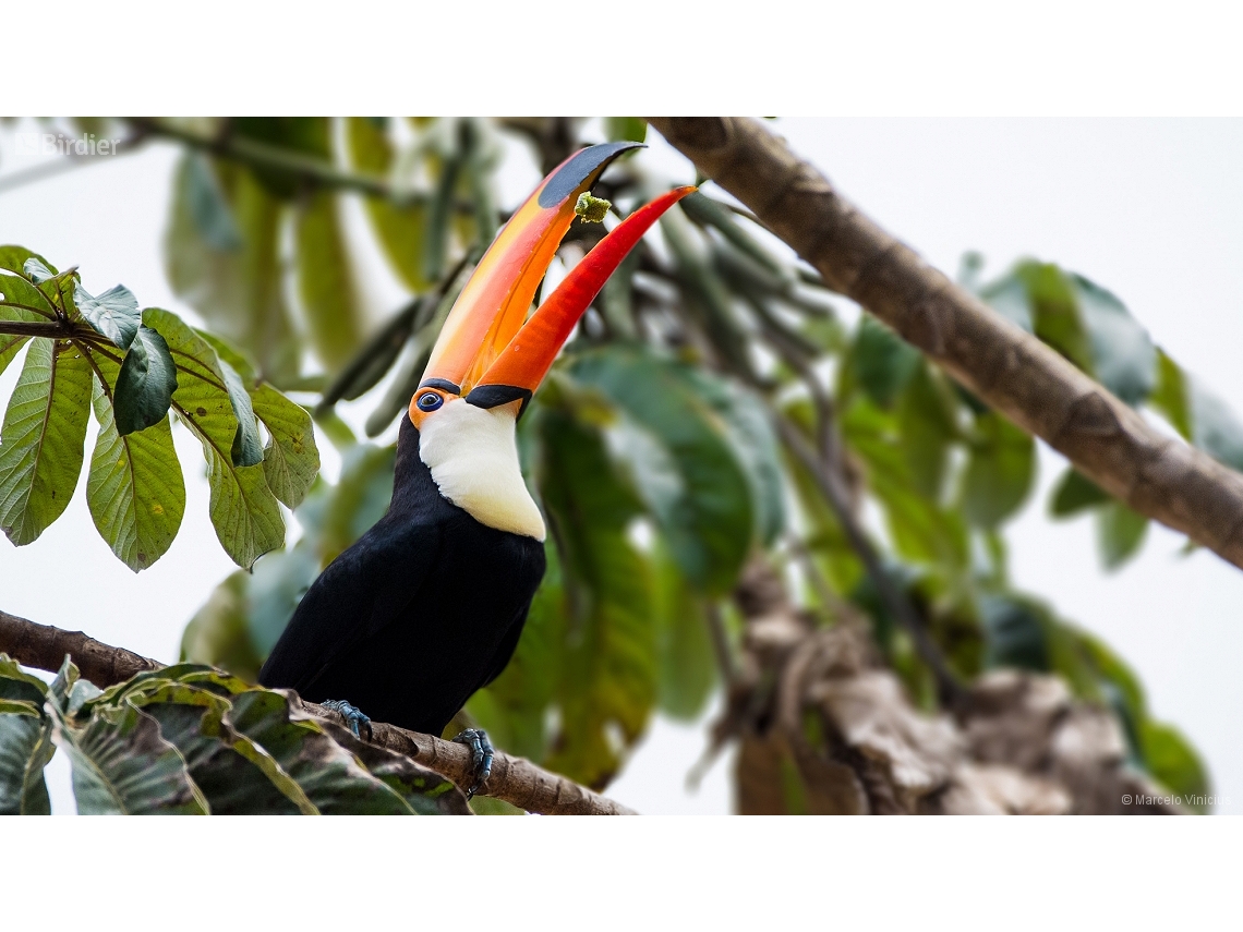 Ramphastos toco