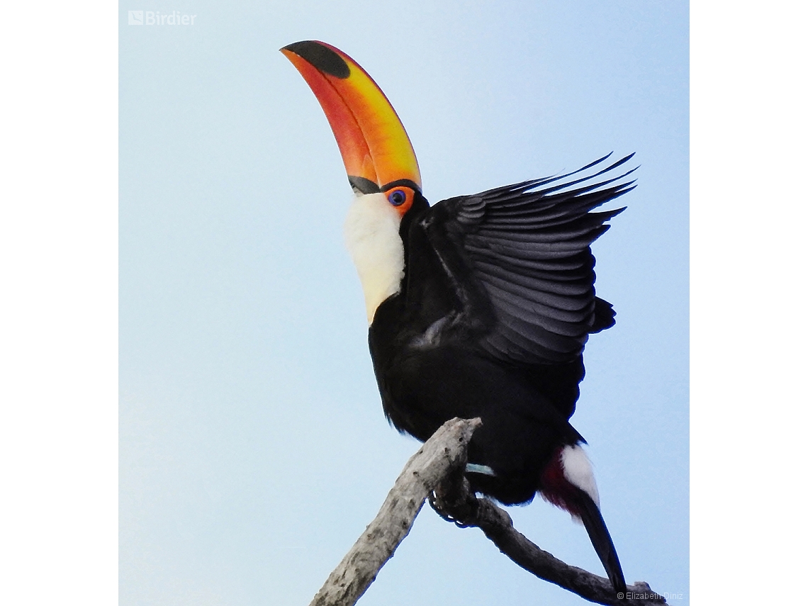 Ramphastos toco