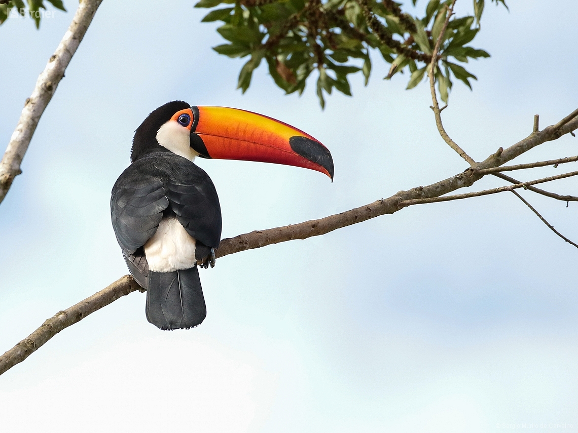 Ramphastos toco