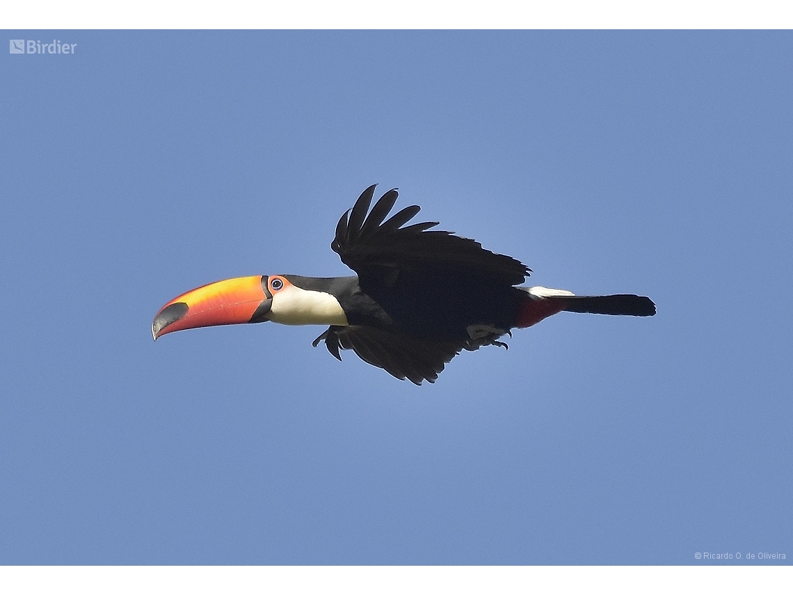 Ramphastos toco