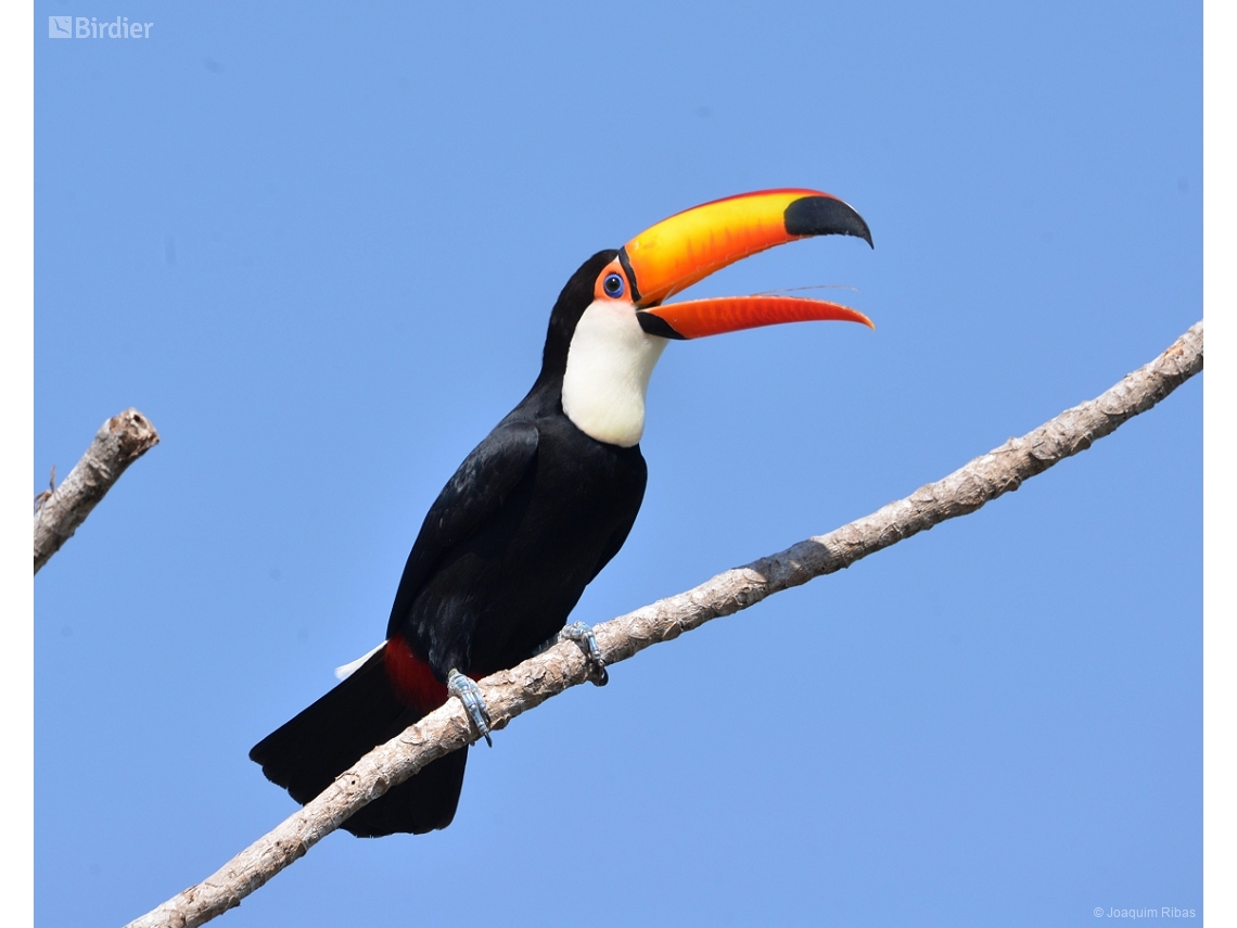 Ramphastos toco