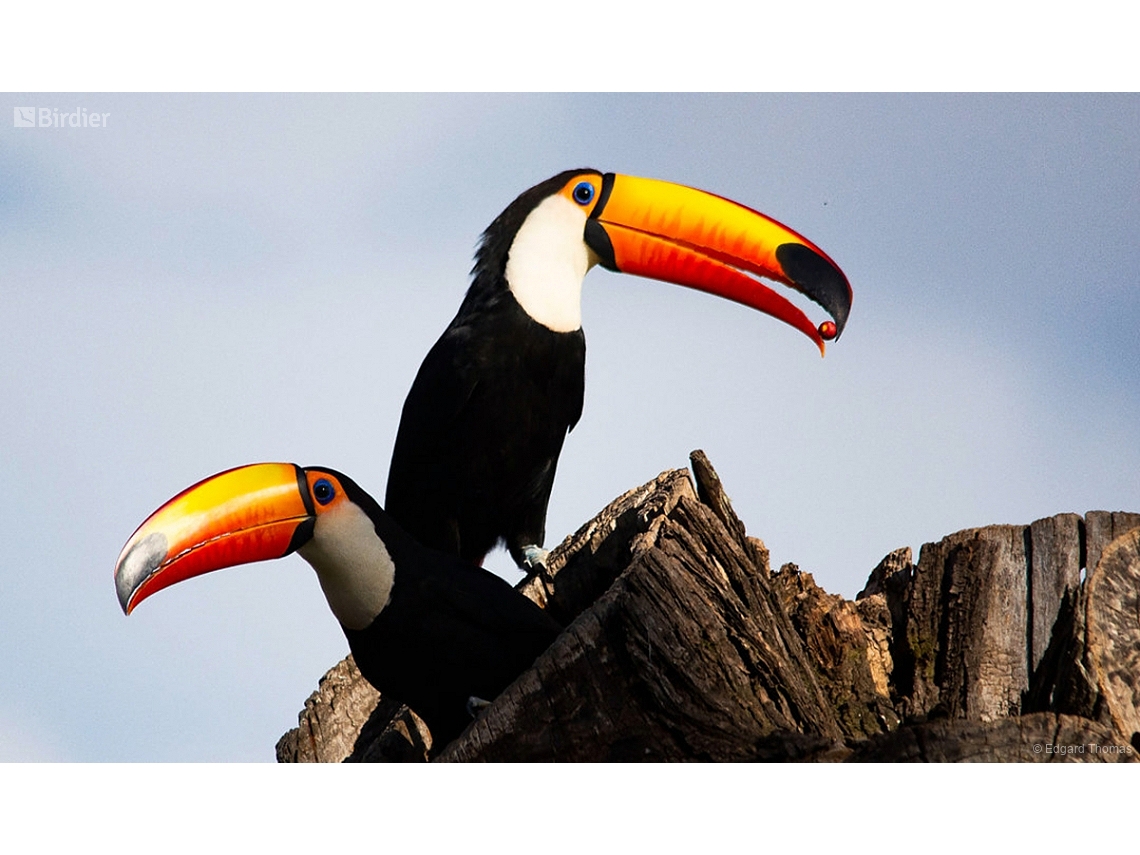 Ramphastos toco
