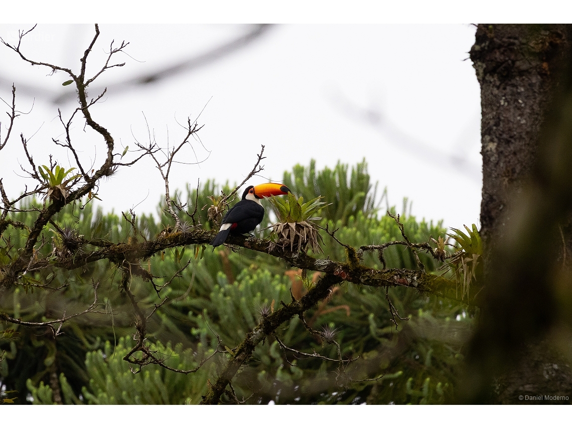 Ramphastos toco