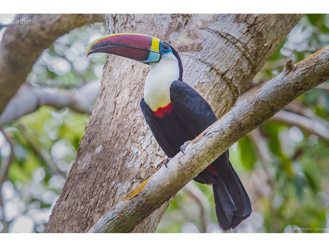Ramphastos tucanus
