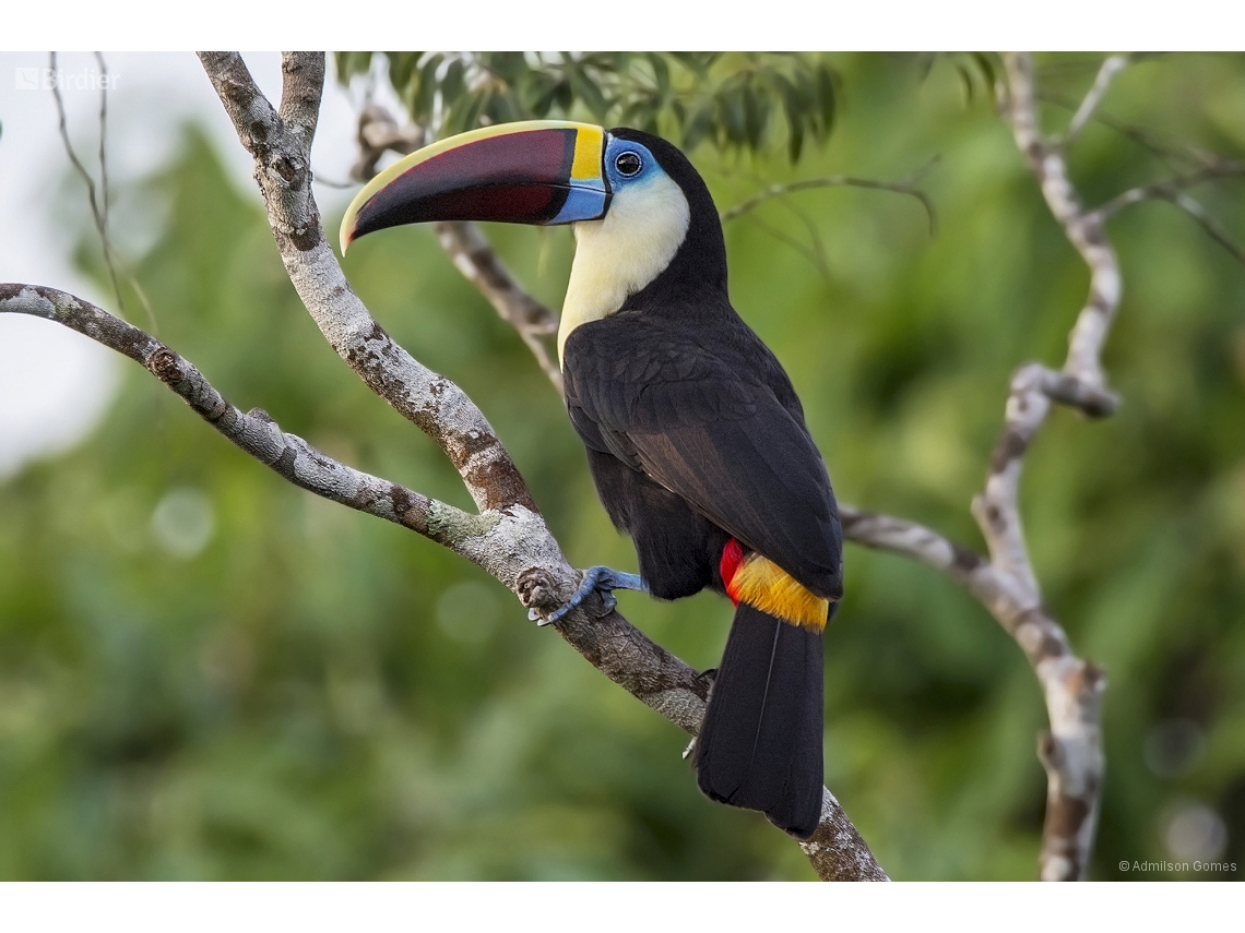 Ramphastos tucanus