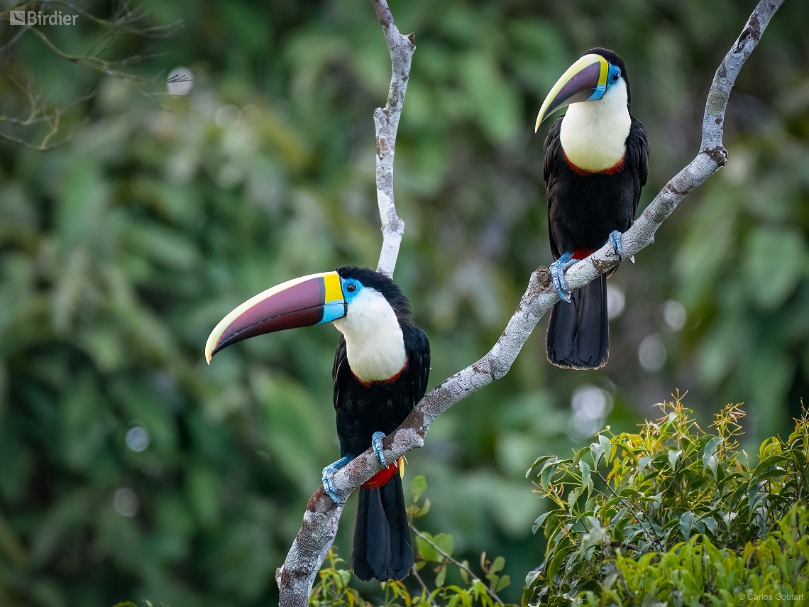 Ramphastos tucanus