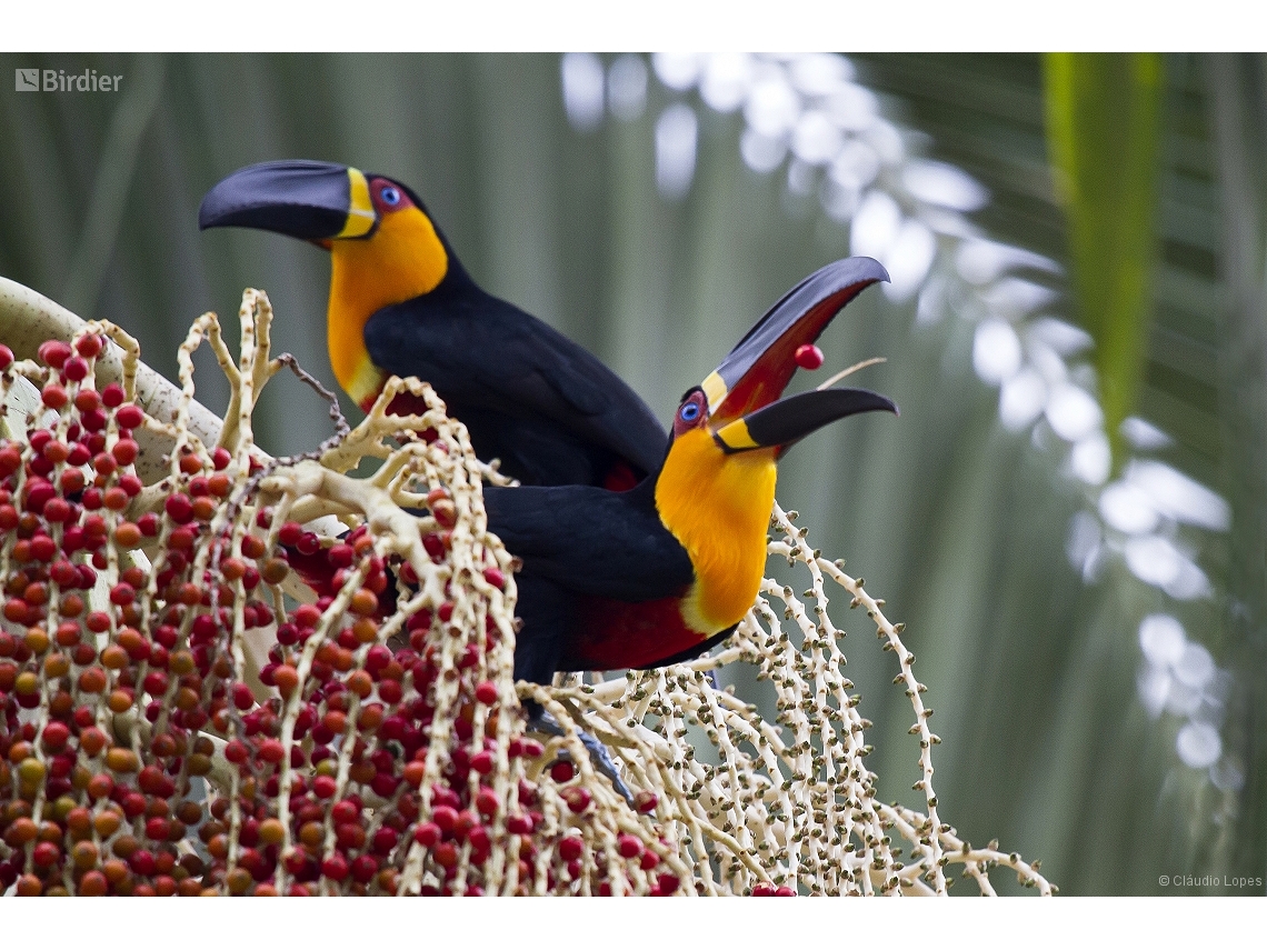 Ramphastos vitellinus