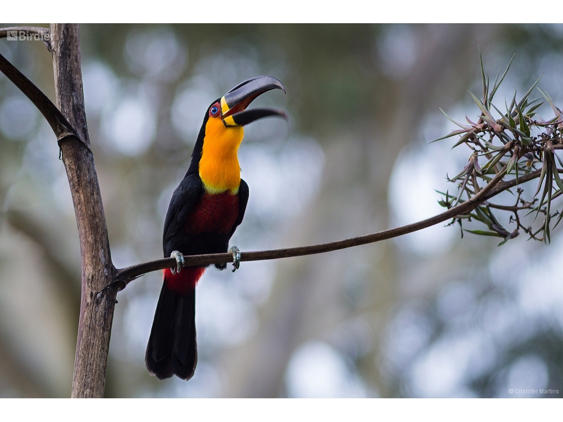 Ramphastos vitellinus