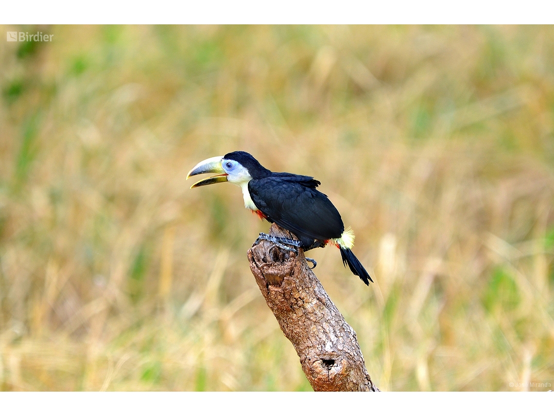Ramphastos vitellinus
