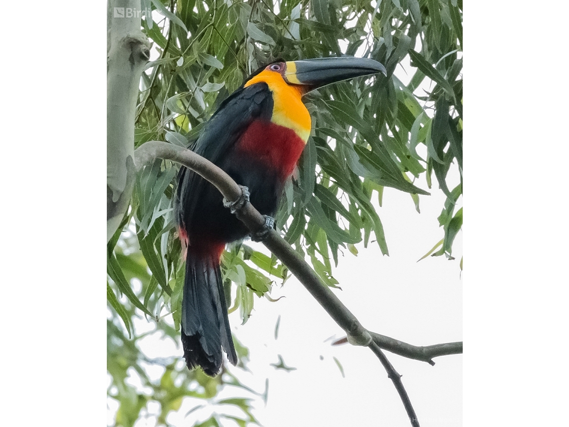 Ramphastos vitellinus