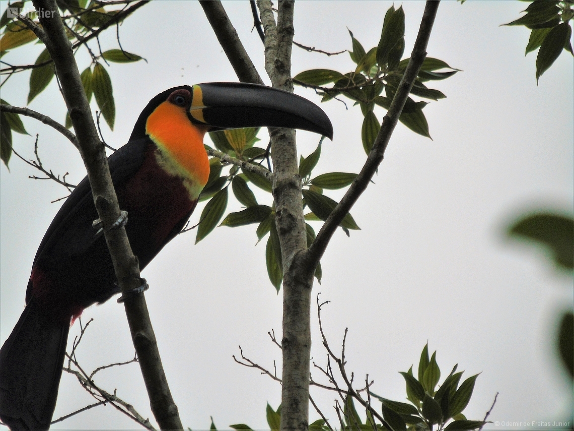 Ramphastos vitellinus