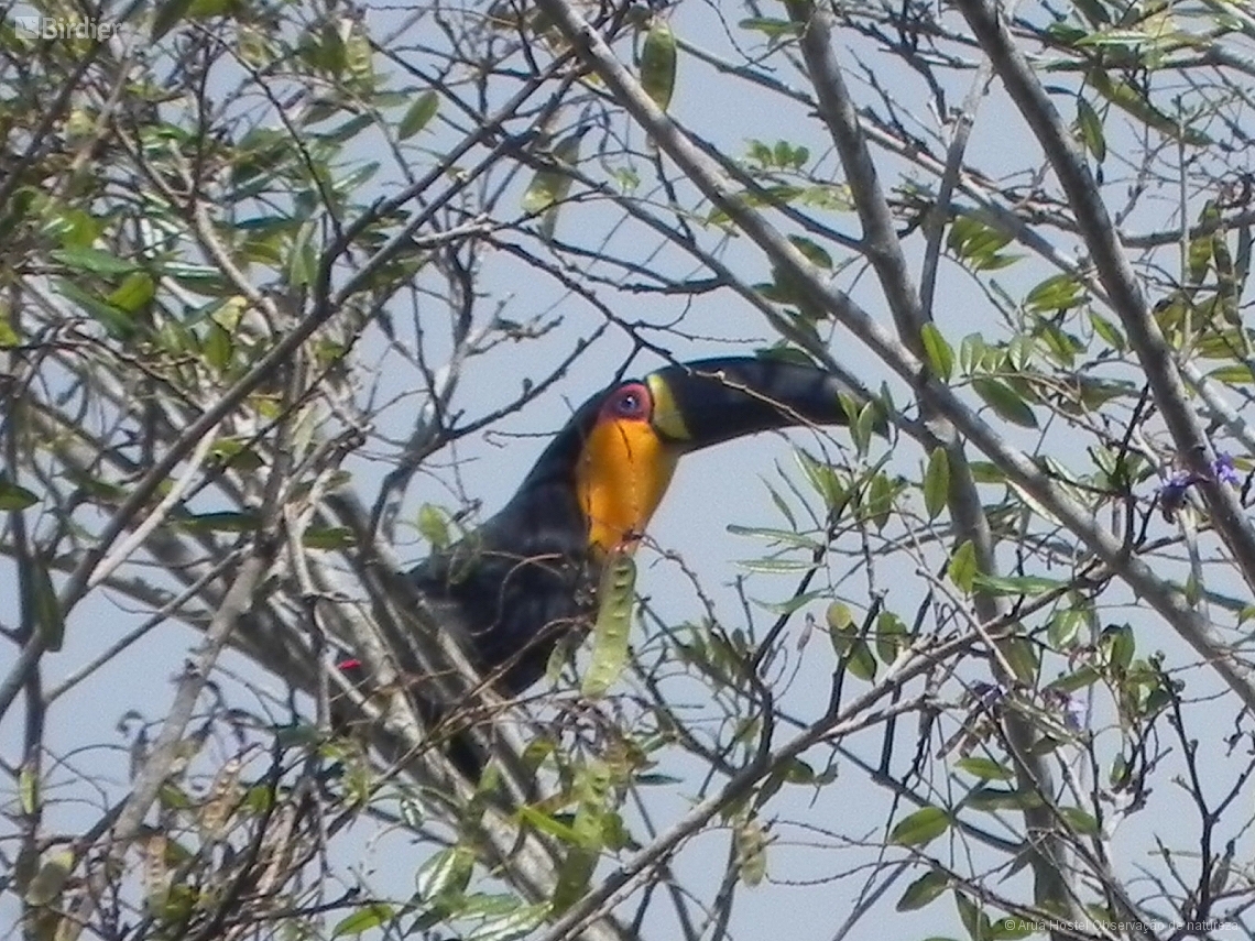 Ramphastos vitellinus