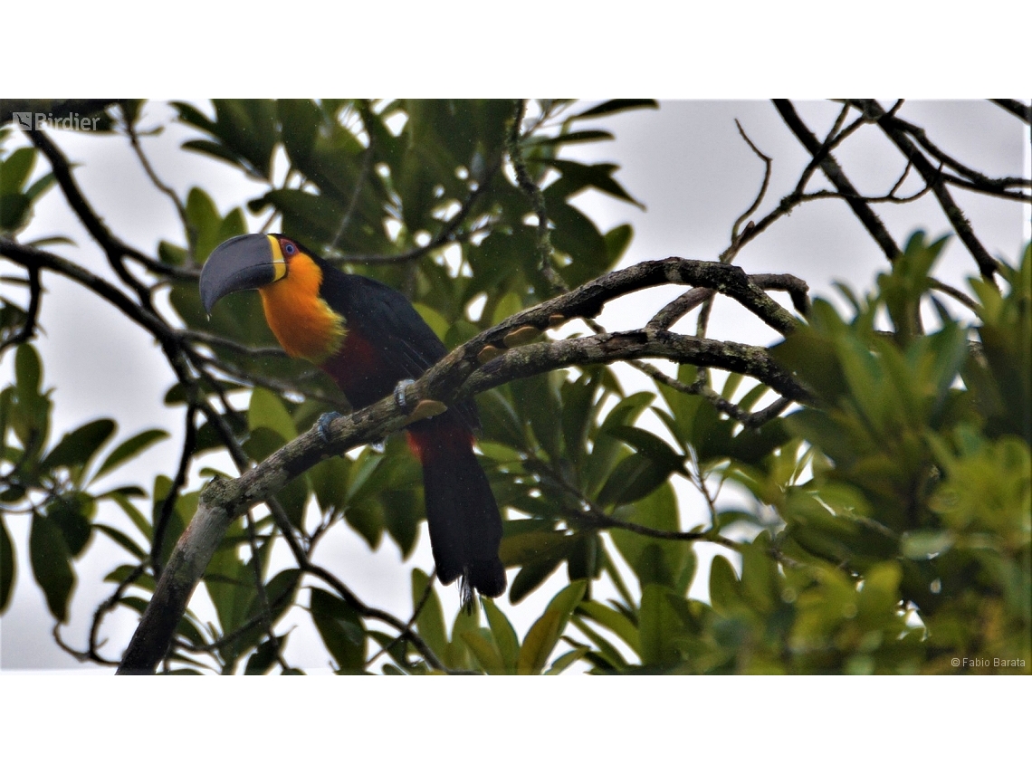 Ramphastos vitellinus