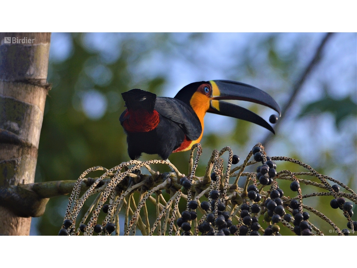 Ramphastos vitellinus