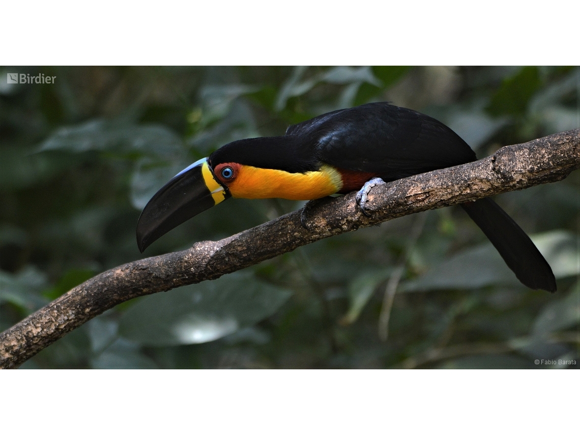 Ramphastos vitellinus