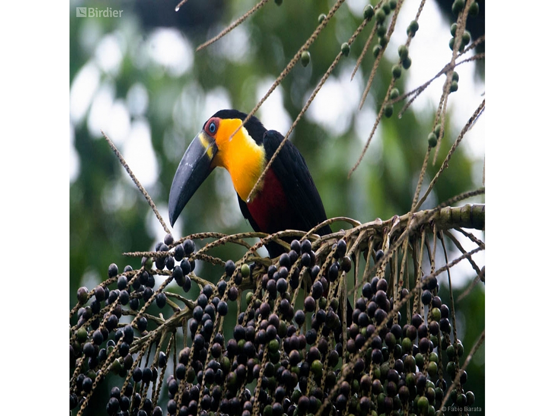 Ramphastos vitellinus