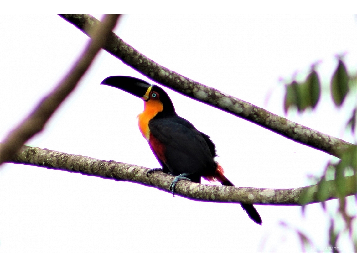 Ramphastos vitellinus