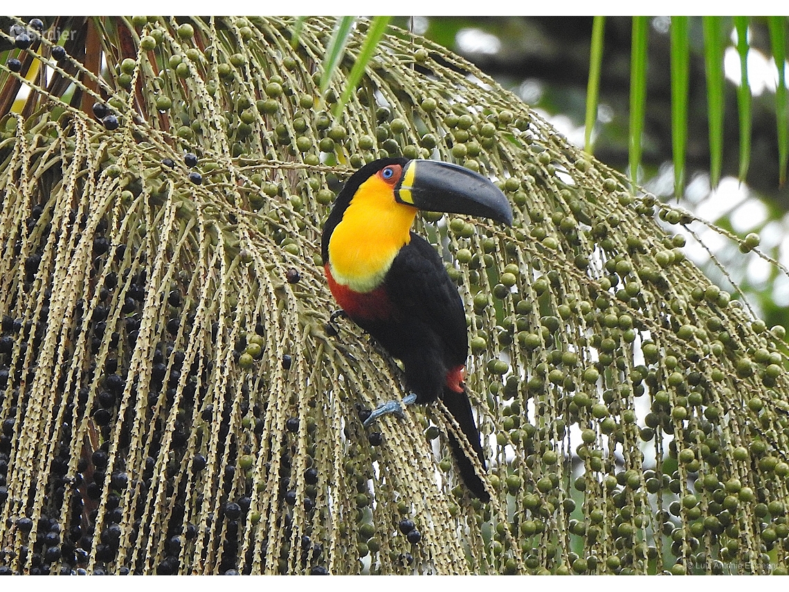Ramphastos vitellinus