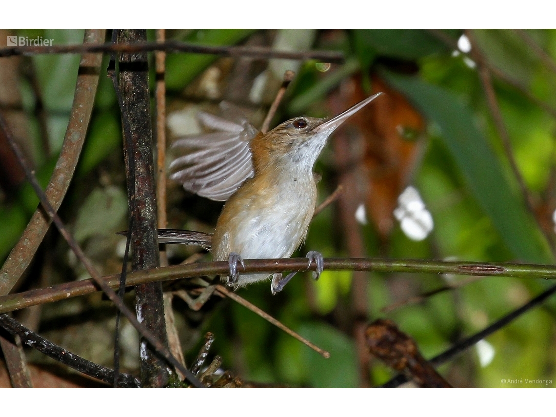 Ramphocaenus melanurus