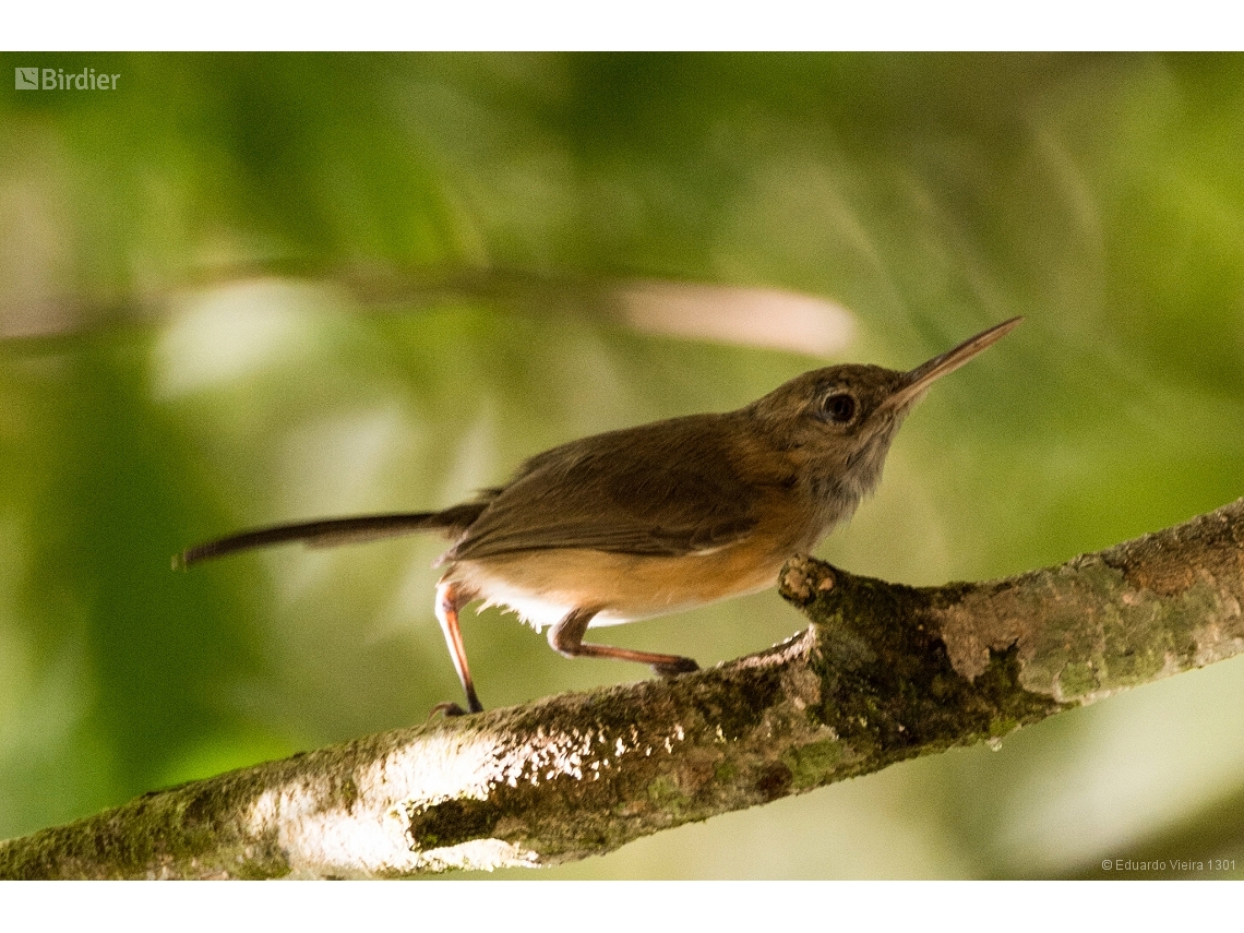 Ramphocaenus melanurus
