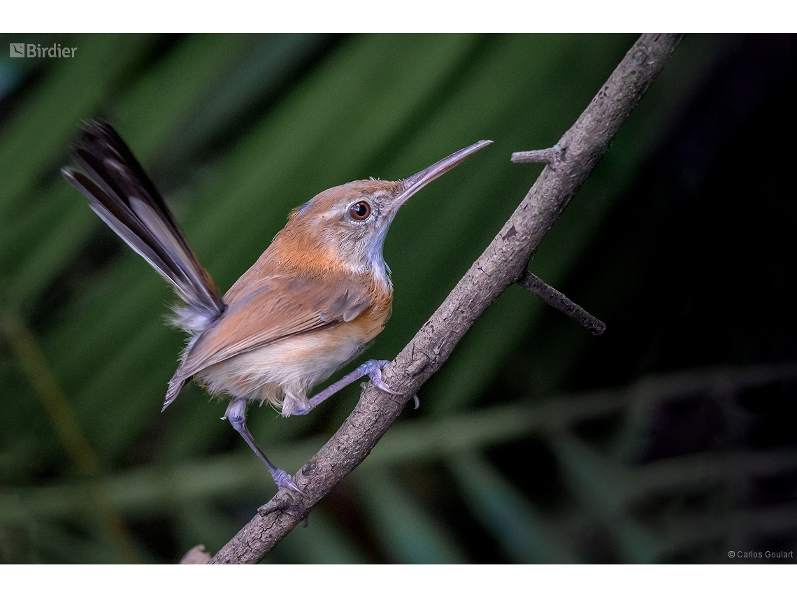 Ramphocaenus melanurus