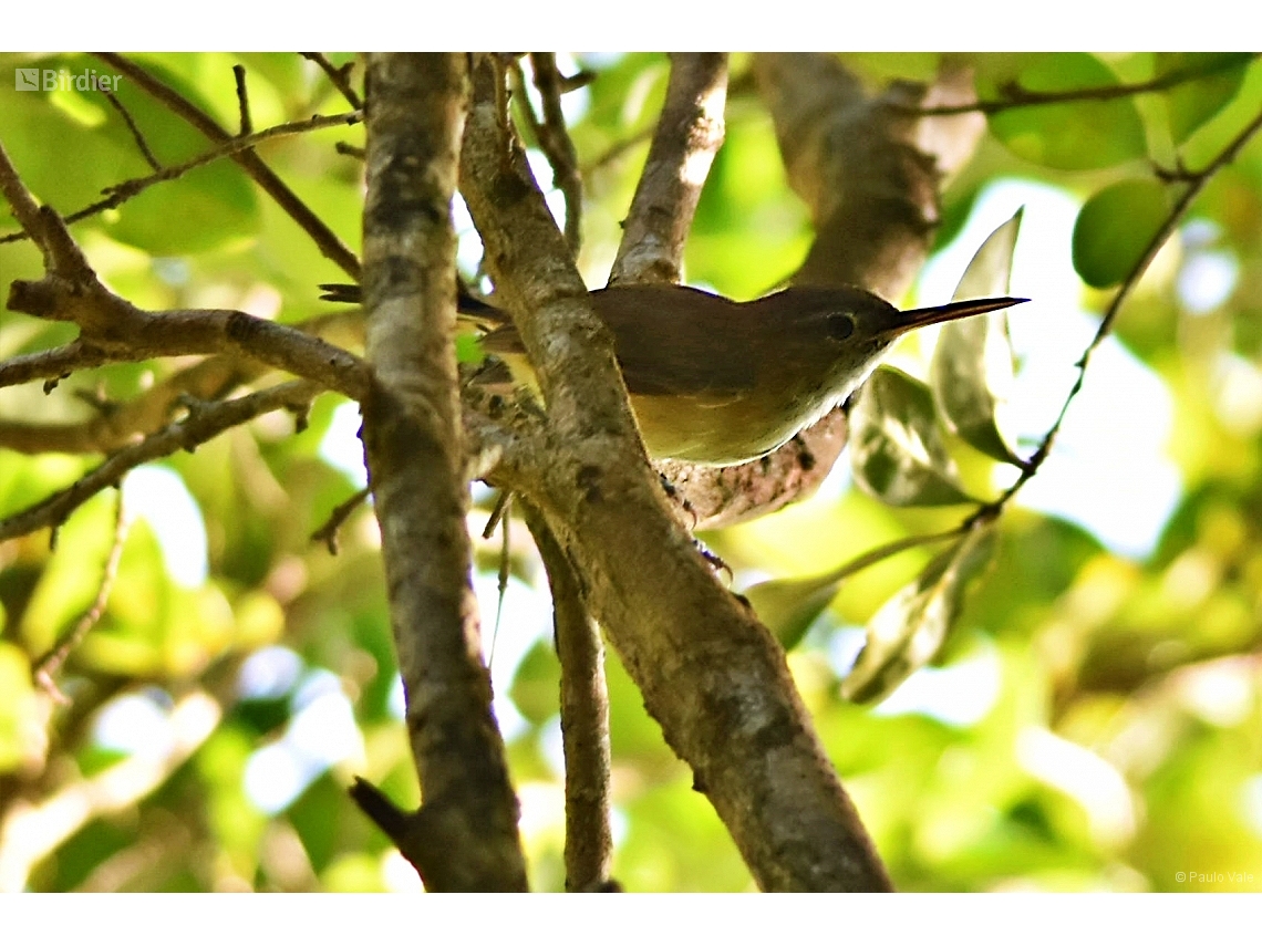 Ramphocaenus melanurus