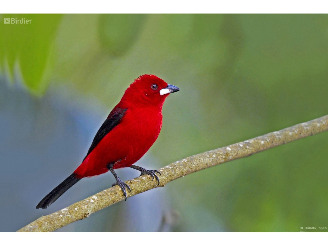 Ramphocelus bresilia