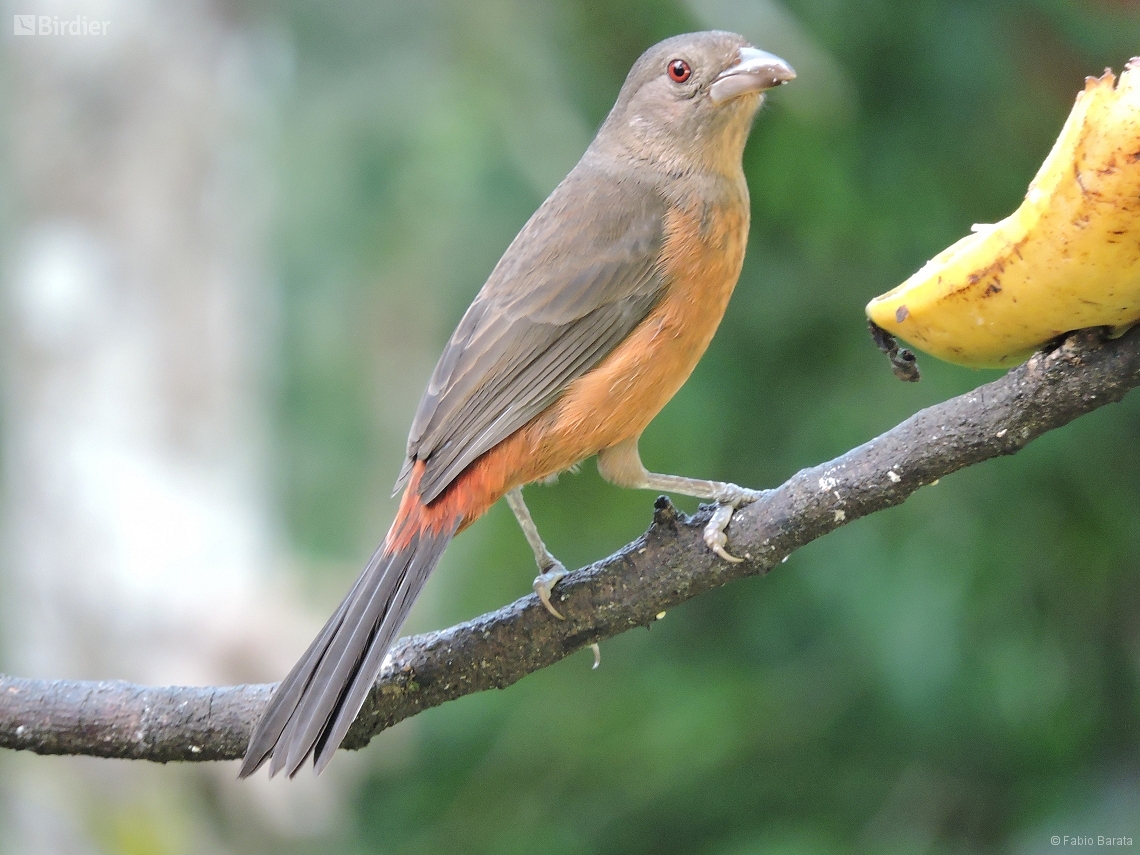 Ramphocelus bresilia