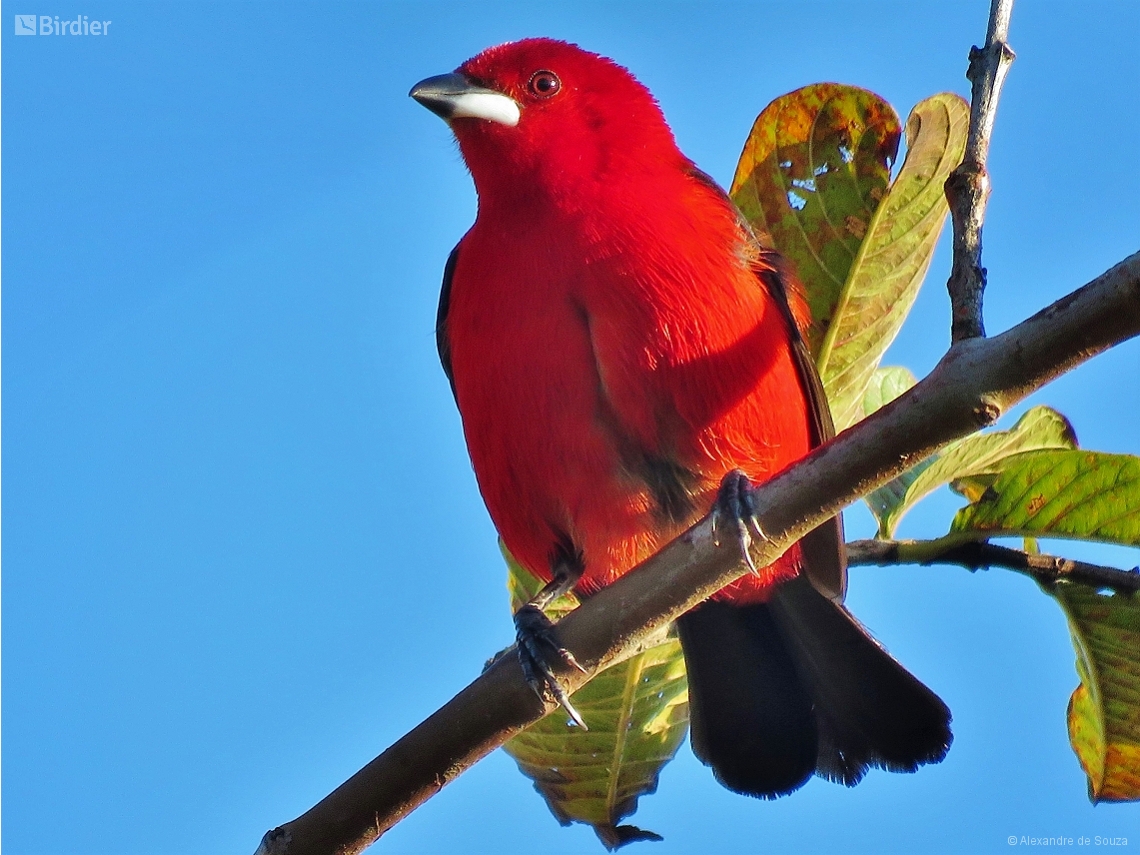 Ramphocelus bresilia