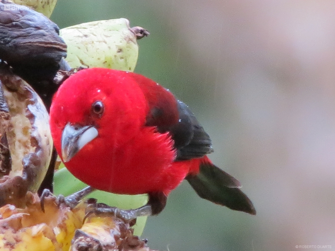 Ramphocelus bresilia