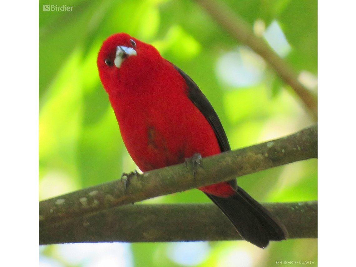 Ramphocelus bresilia