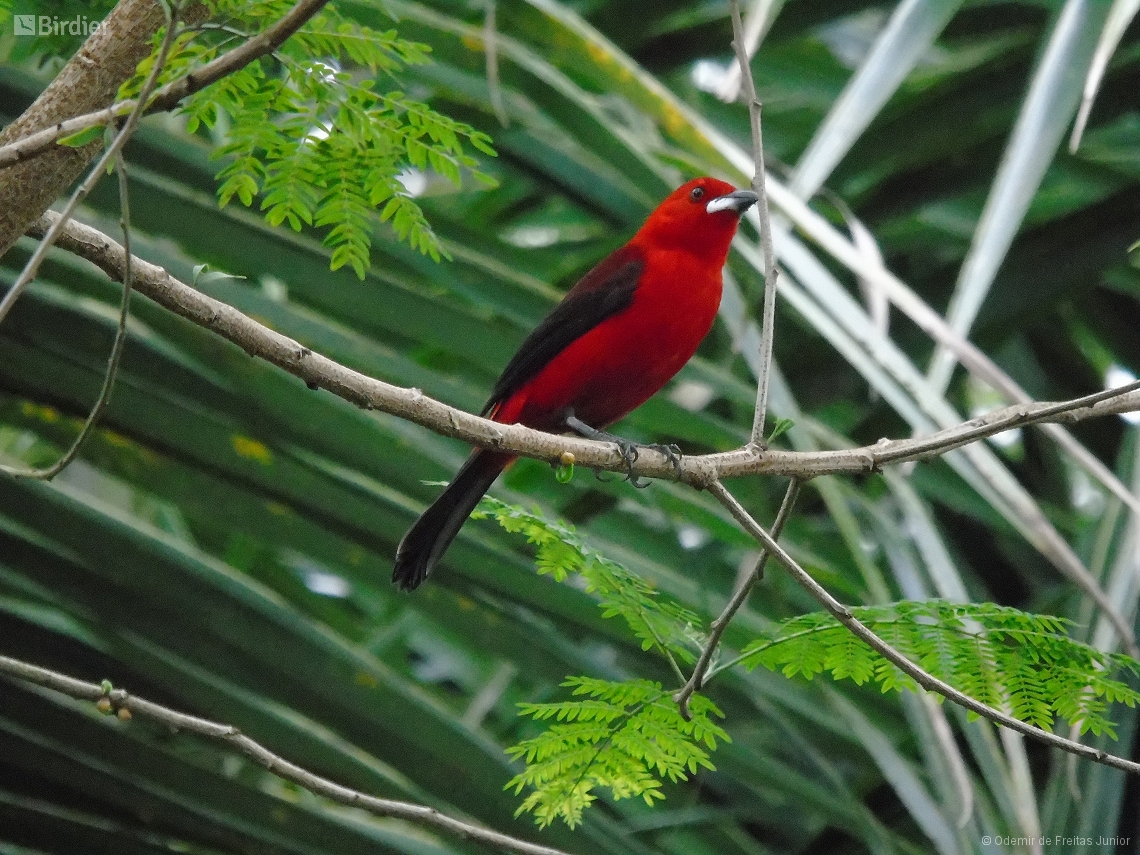 Ramphocelus bresilia