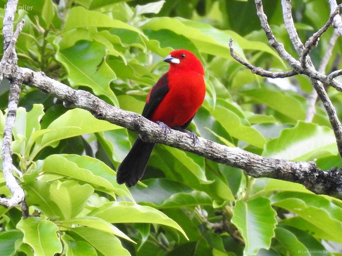 Ramphocelus bresilia