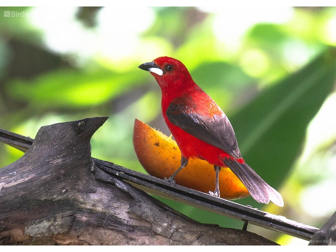 Ramphocelus bresilia