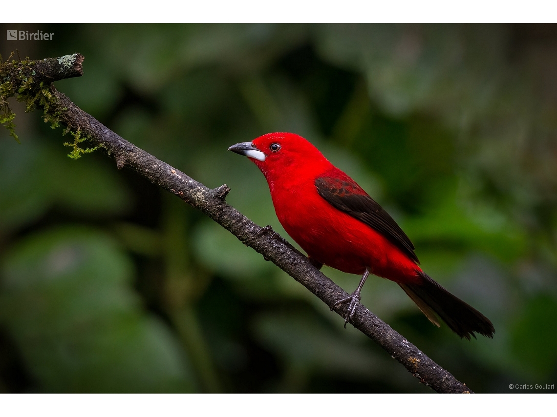 Ramphocelus bresilia