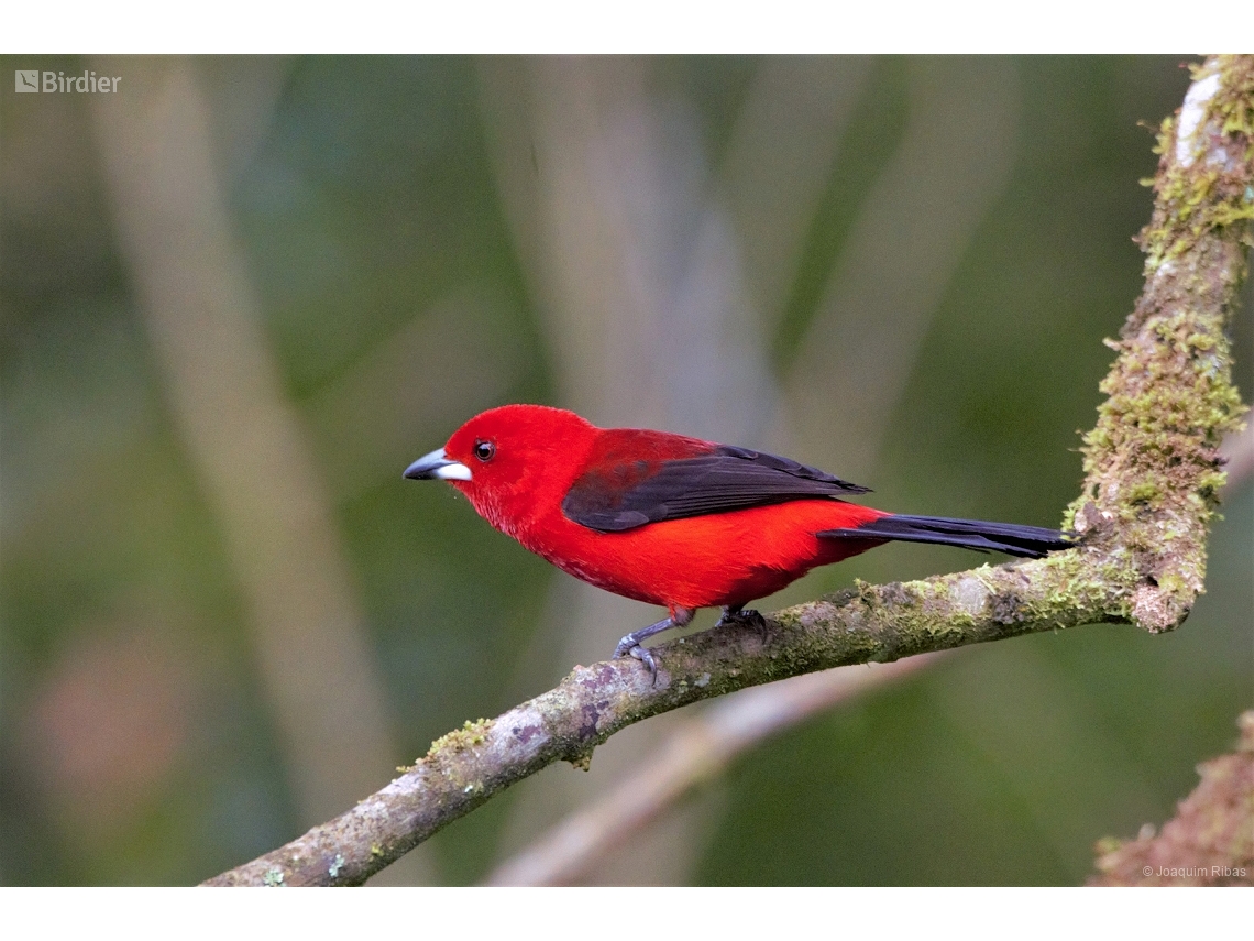 Ramphocelus bresilia